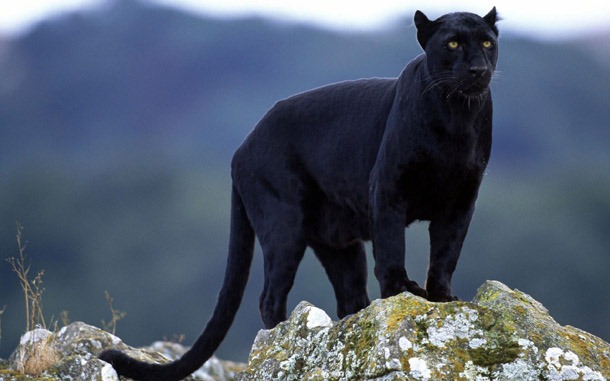 So now you've seen the Black Panther …. | Constable Chaos - UK Police Blog